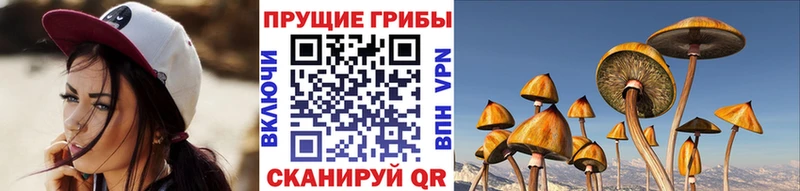 Псилоцибиновые грибы мицелий  Купить  Новопавловск 